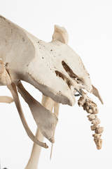 Dinornithiformes