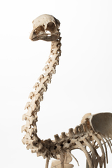 Dinornithiformes