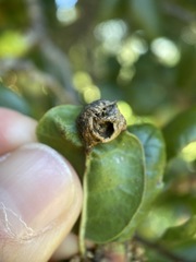 Callirhytis perfoveata