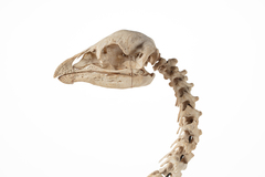 Dinornithiformes