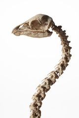 Dinornithiformes