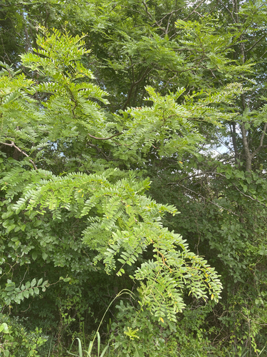 honey locust