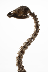 Dinornithiformes