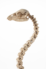 Dinornithiformes