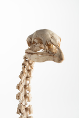 Dinornithiformes