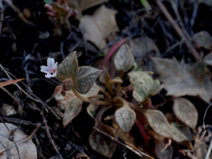 Claytonia rubra rubra