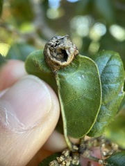 Callirhytis perfoveata