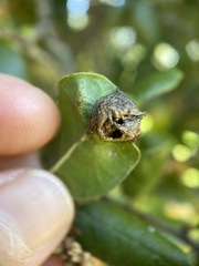 Callirhytis perfoveata