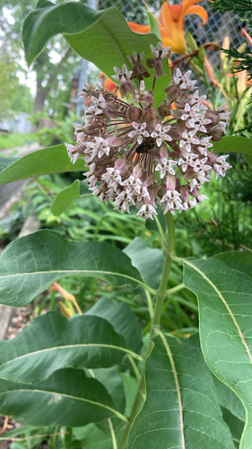 common milkweed