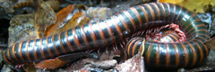 Pachybolus ligulatus