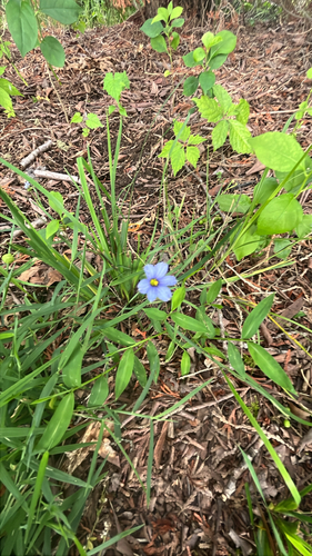 narrow-leaved blue-eyed grass