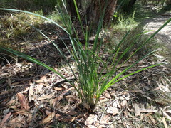 Lomandra multiflora dura