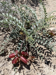 Astragalus gypsodes