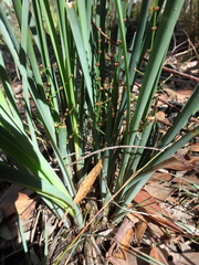 Lomandra multiflora dura