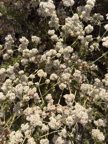 California Buckwheat