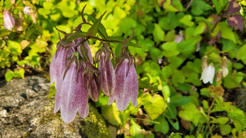Spotted bellflower