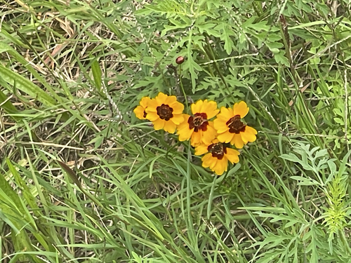 plains coreopsis
