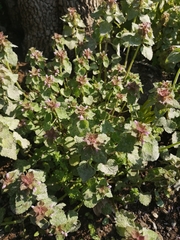 Lamium purpureum