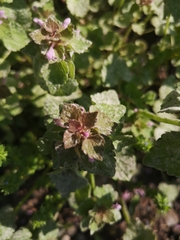 Lamium purpureum