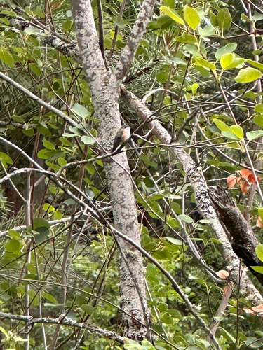 Calliope Hummingbird