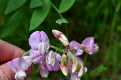 Lathyrus jepsonii californicus