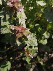 Lamium purpureum