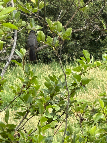 Gray Catbird