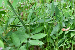 Lathyrus jepsonii californicus