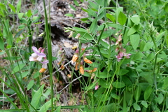 Lathyrus jepsonii californicus