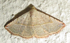 Eublemma gayneri