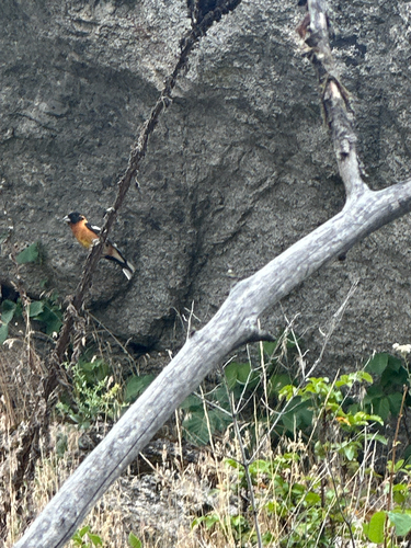 Black-headed Grosbeak
