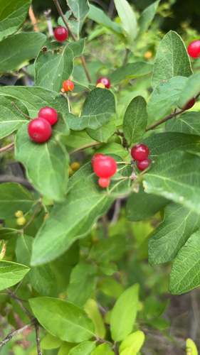 Morrow's honeysuckle