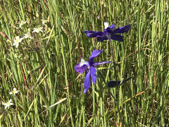 Delphinium decorum