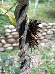 Troides aeacus formosanus