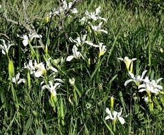 Iris longipetala