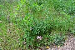 Lathyrus jepsonii californicus
