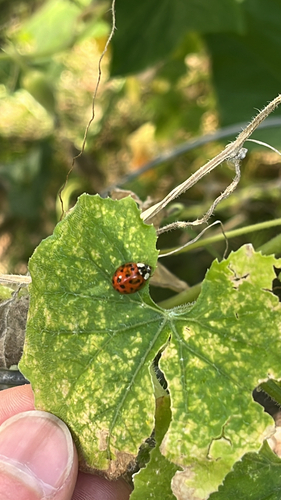 Asian Lady Beetle