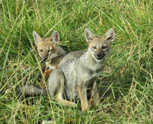 Pampas Fox