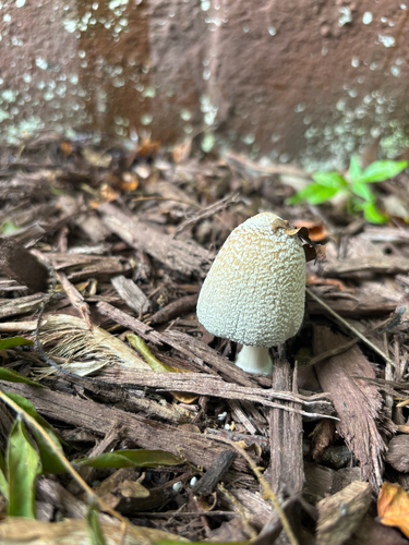 flocculose inkcap