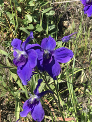 Delphinium decorum