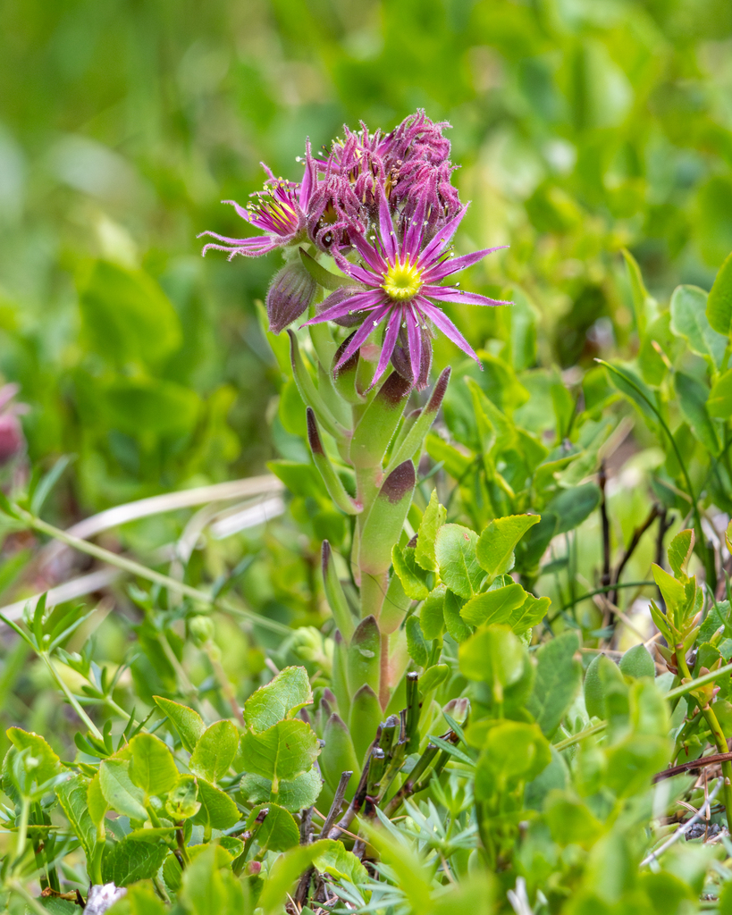 Mountain houseleek