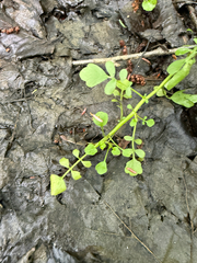 Cardamine pensylvanica, photograph (c) Brandon Corder, some rights reserved (CC BY)
