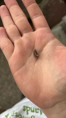 Common Pill Woodlouse