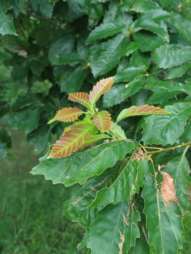chinkapin oak