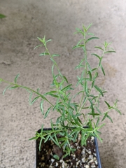 Brickellia eupatorioides floridana