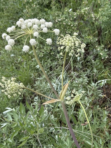 Lyall's angelica (Angelica arguta)