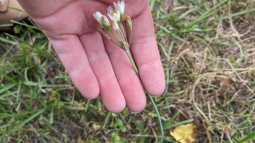 Nothoscordum gracile