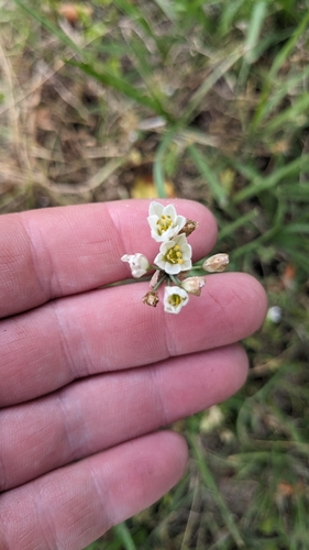 Nothoscordum gracile, photograph 1