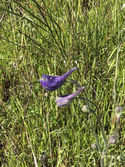 Delphinium decorum