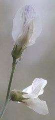 Astragalus pachypus
